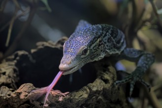 Blue-spotted tree monitor (Varanus macraei), MacRae's monitor, adult, portrait, feeding, Southeast