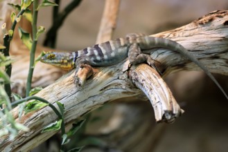 Blue rock iguana (Petrosaurus thalassinus), adult, on tree trunk, Latin America