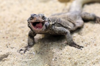 Chuckwalla (Common Chuckwalla ater), adult, on the ground, foraging, Southwest USA, North America,
