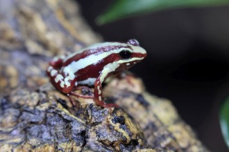 Three-striped Woodcreeper (Epipedobates tricolor), adult, on tree, Ecuador, South America