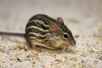 Typical striped grass mouse (Lemniscomys striatus), adult, on ground, alert, foraging, East Africa,