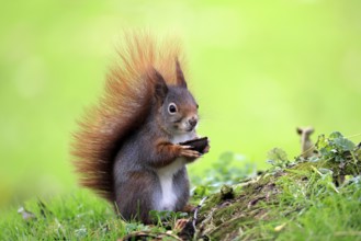Squirrel (Sciurus vulgaris), adult, in a meadow, eating, with food, walnut, Mannheim, Germany