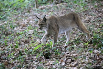 Eurasian lynx (Lynx lynx), adult, stalking, alert, in forest, Hesse, Germany, Europe, captive