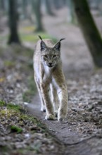Eurasian lynx (Lynx lynx), adult, stalking, alert, in forest, Hesse, Germany, Europe, captive