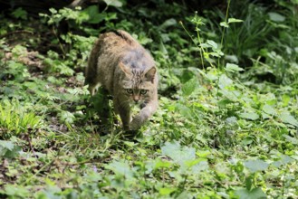 European wildcat (Felis silvestris), adult, stalking, in the forest, foraging, alert, Hesse,