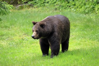 European brown bear (Ursus arctos arctos), adult, female, alert, meadow, in summer, Bavarian Forest