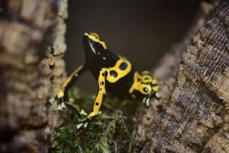 Yellow-banded poison dart frog (Dendrobates leucomelas), adult, alert, South America, captive