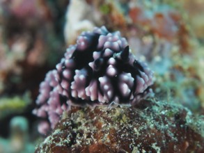 Purple dotted nudibranch with black body, pustule warty snail (Phyllidiella pustulosa), warty