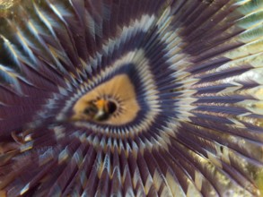 Close-up of a purple feather worm, tube worm (Sabellastarte), with a symmetrical, colourful pattern