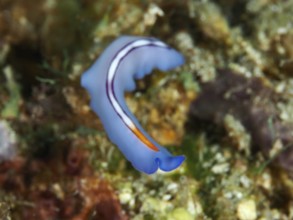 Elegantly curved blue flatworm with orange accents, racing stripe whirlpool worm (Pseudoceros