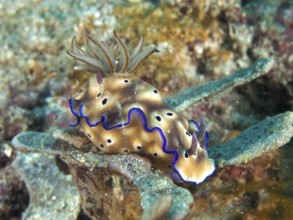 Brown-spotted nudibranch with blue edges, magnificent star snail (Hypselodoris tryoni), in the sea.