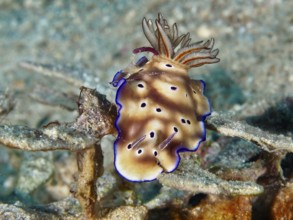 Marine snail with soft brown shadings, the magnificent star snail (Hypselodoris tryoni), on a coral