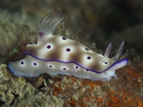 Purple-spotted nudibranch, the magnificent star snail (Hypselodoris tryoni), on a seabed. Dive site