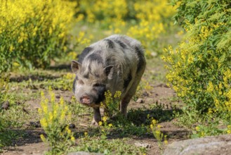 A Kunekune pig (sus scrofa domesticus), a domestic breed from New Zealand walks walks through a
