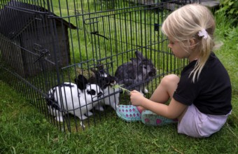 Girl, 4 years, blonde, feeds three rabbits with dandelion, rabbit hutch, animal love, Seeg,