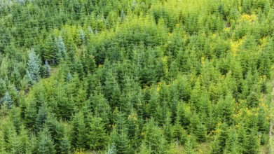 Christmas tree plantation in summer. Christmas trees grow in a coniferous forest for the coming
