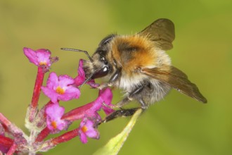 Field bumblebee (Bombus pascuorum), sucking nectar on summer lilac (Buddleja davidii), butterfly