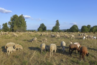 Landscape conservation with sheep and goats in the Truppacher Heide, Trupbacher Heide nature
