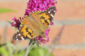 Thistle butterfly (Vanessa cardui) sucking nectar on butterfly bush (Buddleja davidii), butterfly