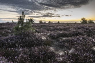Heath landscape at sunrise, Emsland, Lower Saxony, Germany