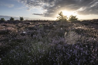 Spider's web in heathland at sunrise, Emsland, Lower Saxony, Germany