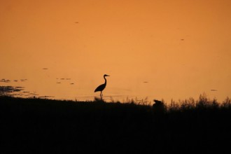 Heron at sunrise in a lake, Saxony, Germany
