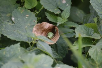 Tree frog, August, Saxony, Germany