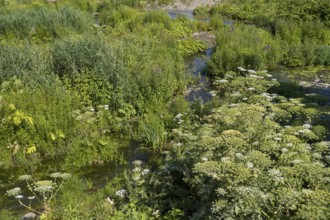 Saarn-Mendener Ruhraue, nature reserve, Mülheim an der Ruhr, Rurgebiet, North Rhine-Westphalia,