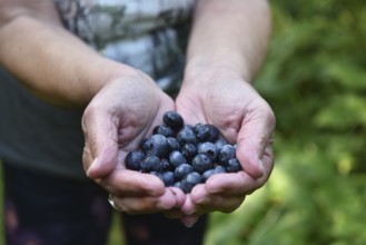 Collect and pick blueberries, bilberries (Vaccinium myrtillus)