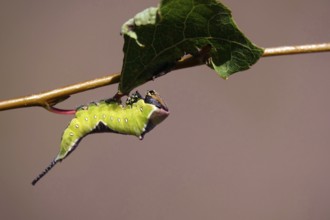 Fork-tailed Caterpillar, August, Saxony, Germany