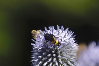 Scolia hirta, July, Germany