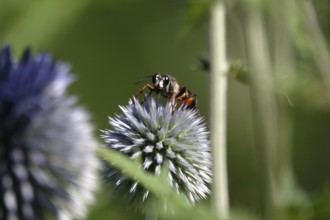 Grasshopper sand wasp, July, Germany