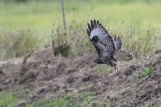 Common buzzard (Buteo buteo), flying, Emsland, Lower Saxony, Germany