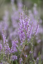 Heather (Calluna vulgaris), Emsland, Lower Saxony, Germany