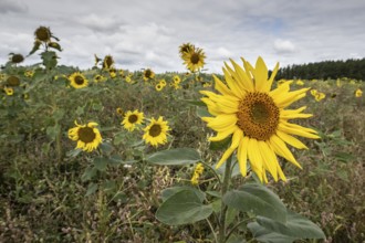 Sunflowers (Helianthus annuus), Emsland, Lower Saxony, Germany
