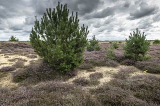 Heathland (Calluna vulgaris), Emsland, Lower Saxony, Germany