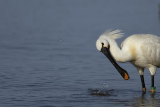 Eurasian spoonbill (Platalea leucorodia) adult bird in a shallow lagoon, England, United Kingdom