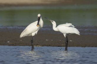 Eurasian spoonbill (Platalea leucorodia) two birds adult bird and juvenile bird begging for food in