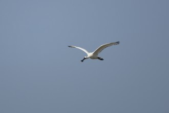 Eurasian spoonbill (Platalea leucorodia) adult bird flying in a blue sky, England, United Kingdom