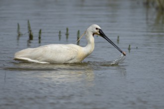 Eurasian spoonbill (Platalea leucorodia) adult bird feeding in a shallow lagoon, England, United