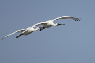 Eurasian spoonbill (Platalea leucorodia) two adult birds flying in a blue sky, England, United
