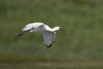Eurasian spoonbill (Platalea leucorodia) adult bird flying, England, United Kingdom