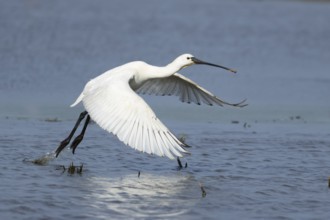 Eurasian spoonbill (Platalea leucorodia) adult bird taking off in flight from a shallow lagoon,