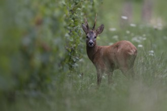 Roebuck in the rut, Biburg leaf time, Eifel Rhineland-Palatinate, Germany