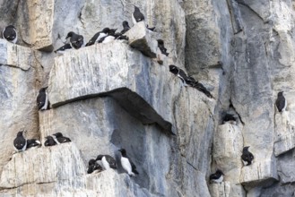 Thick-billed guillemot (Uria lomvia) on breeding rocks, alcids (Alcidae), Alkefjellet, Spitsbergen,
