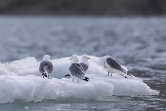 Group of kittiwakes (Rissa tridactyla) sitting on drift ice, Recherchebreen, Spitsbergen, Svalbard