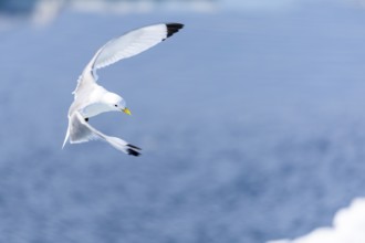 Black-legged kittiwake (Rissa tridactyla) flying over water, Faksevagen, Spitsbergen, Svalbard