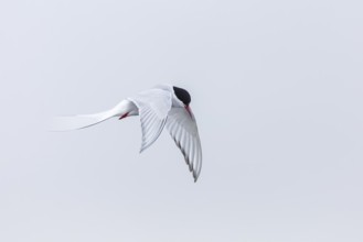 Arctic Arctic Tern (Sterna paradisaea) in a shaking flight to catch fish, Terns (Sterninae),