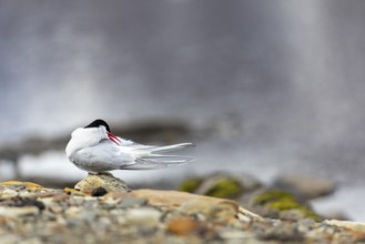 Arctic Arctic Tern (Sterna paradisaea) preening its plumage, Terns (Sterninae), Longyearbyen,
