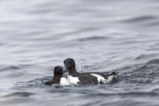 Thick-billed guillemot (Uria lomvia) fighting in the water, alcids (Alcidae), Alkefjellet,